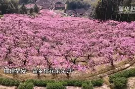 嚄5把陆5v5n856g45vve